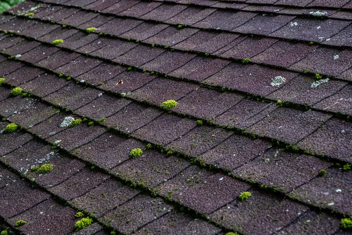 roof shingles mold how to remove mold from roof shingles