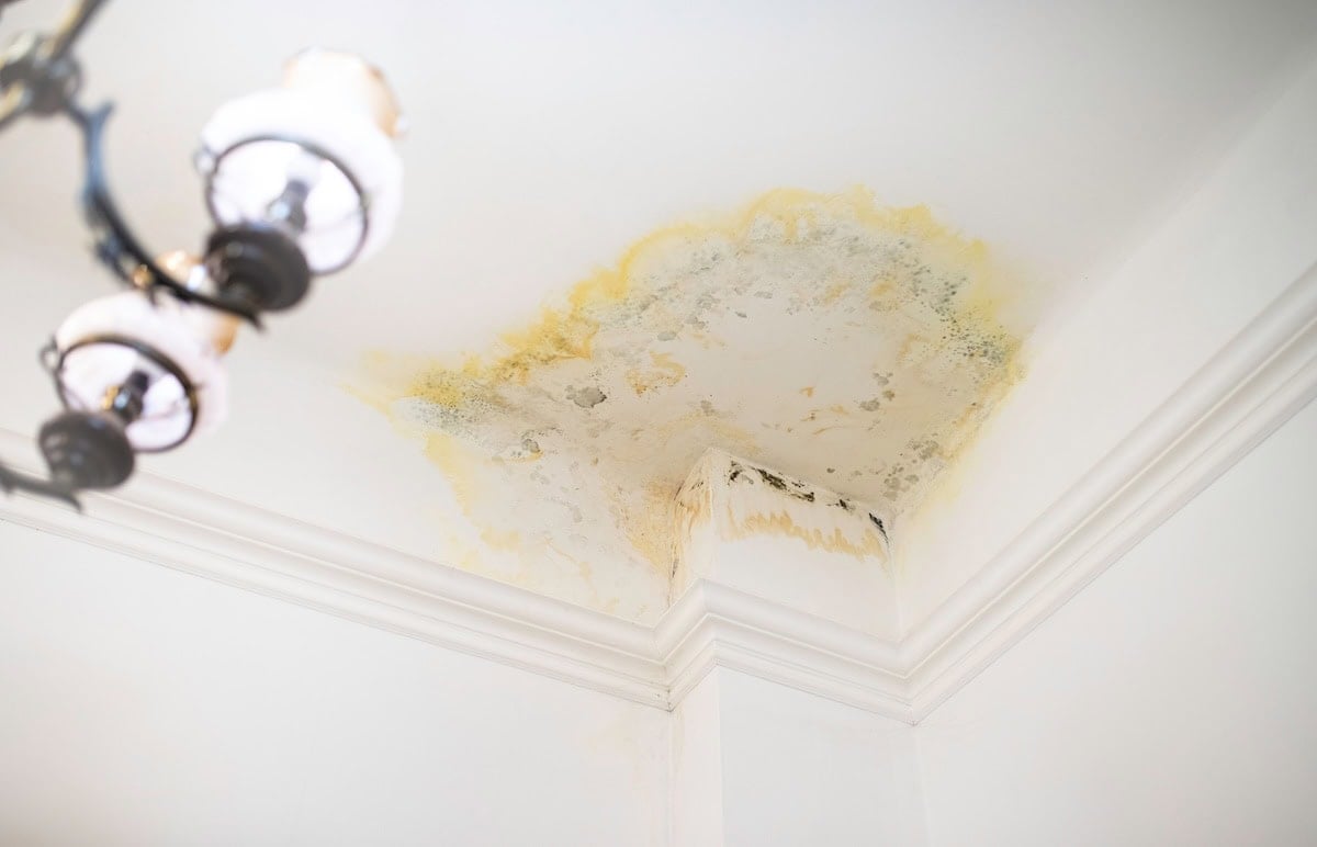 Yellow and gray mold stain spreading across ceiling corner near chandelier